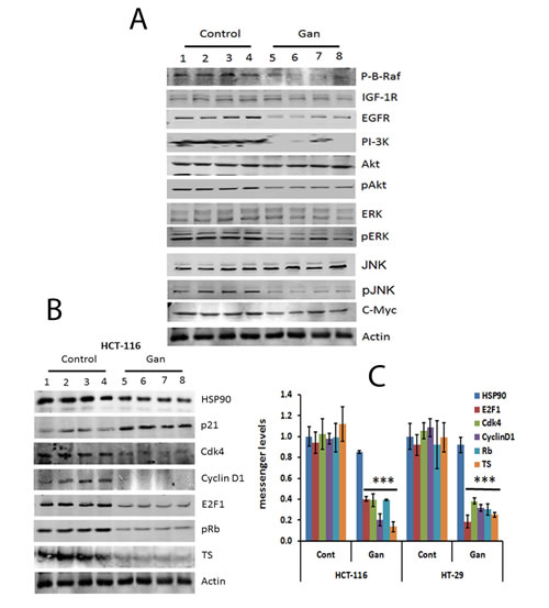 FIGURE 4: Treatment with ganetespib inhibits regulatory molecules involved in survival and cell cycle molecular pathways in HCT-116 and HT-29