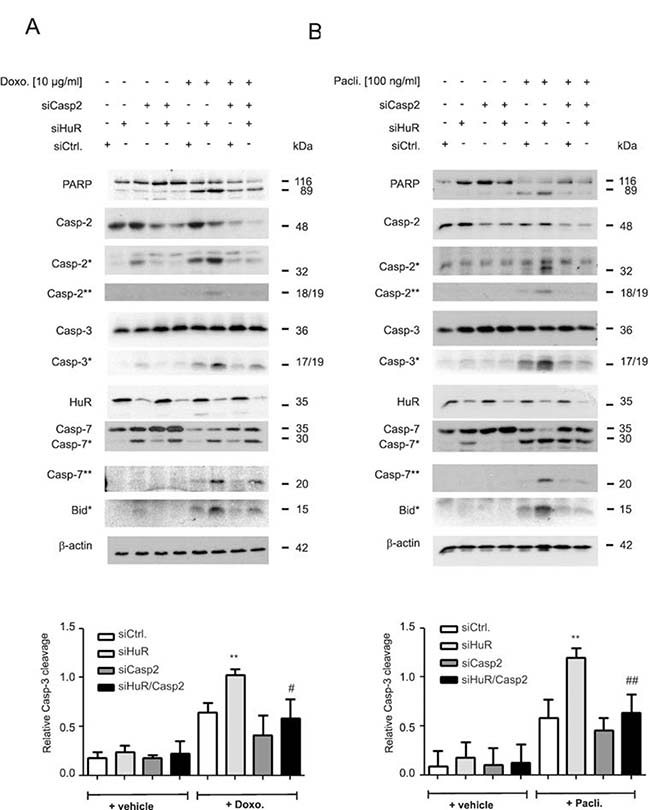 Caspase-2 is indispensable for chemotherapeutic drug-induced apoptosis in HuR depleted DLD-1 cells.