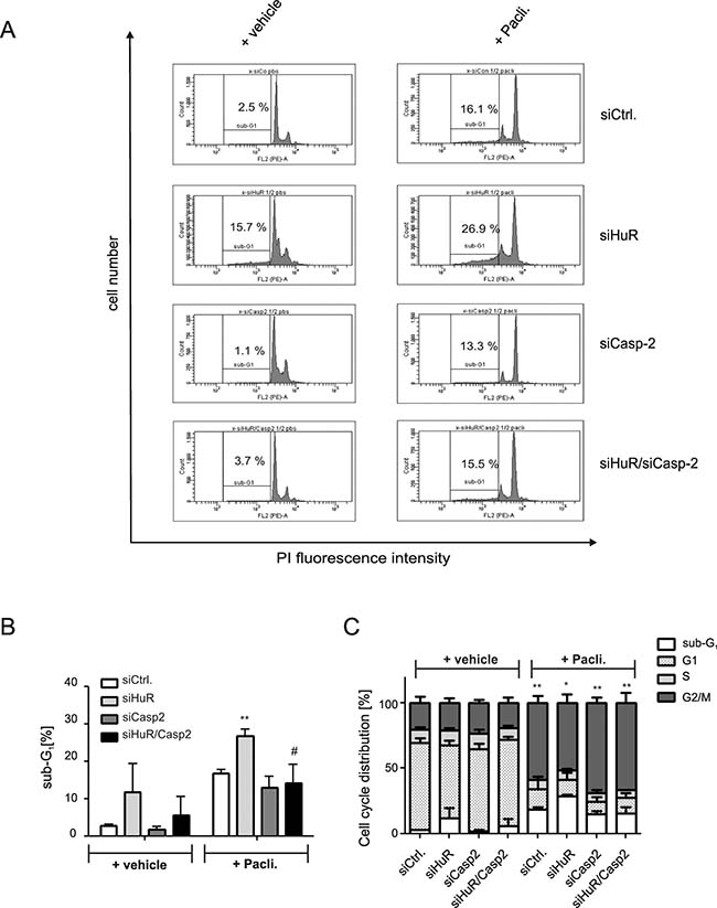 Knockdown of caspase-2 impairs HuR depletion-induced accumulation of DLD-1 cells in sub-G1 phase.
