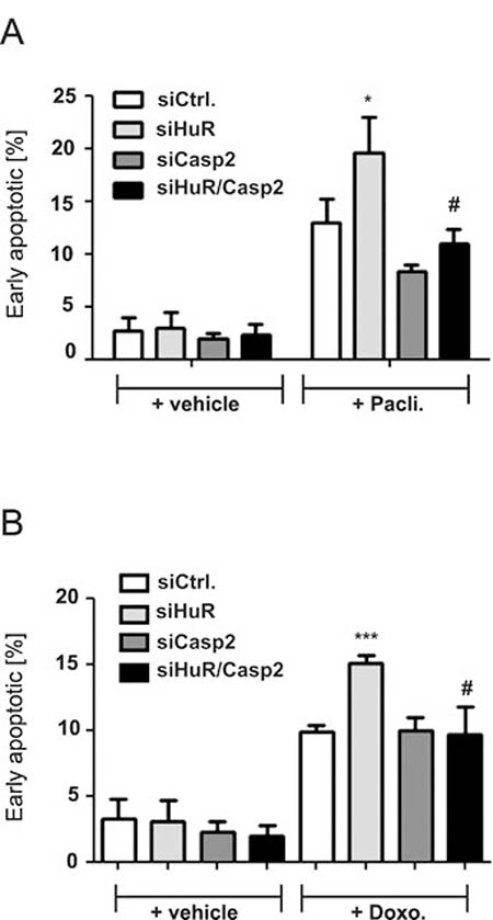 Knockdown of caspase-2 protects DLD-1 cells from HuR depletion-mediated sensitization for chemotherapy-induced early apoptosis.