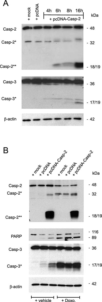 Overexpression of caspase-2 activates caspase-2 processing and is accompanied by an increased caspase-3 and PARP cleavage.