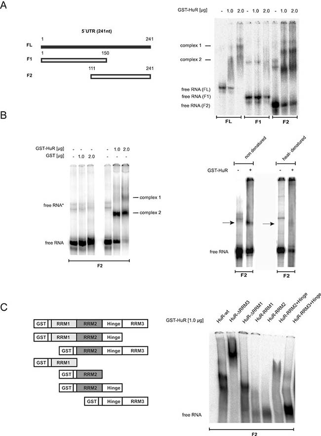 Characterization of in vitro binding of HuR to the 5&#x02B9;UTR of caspase-2.