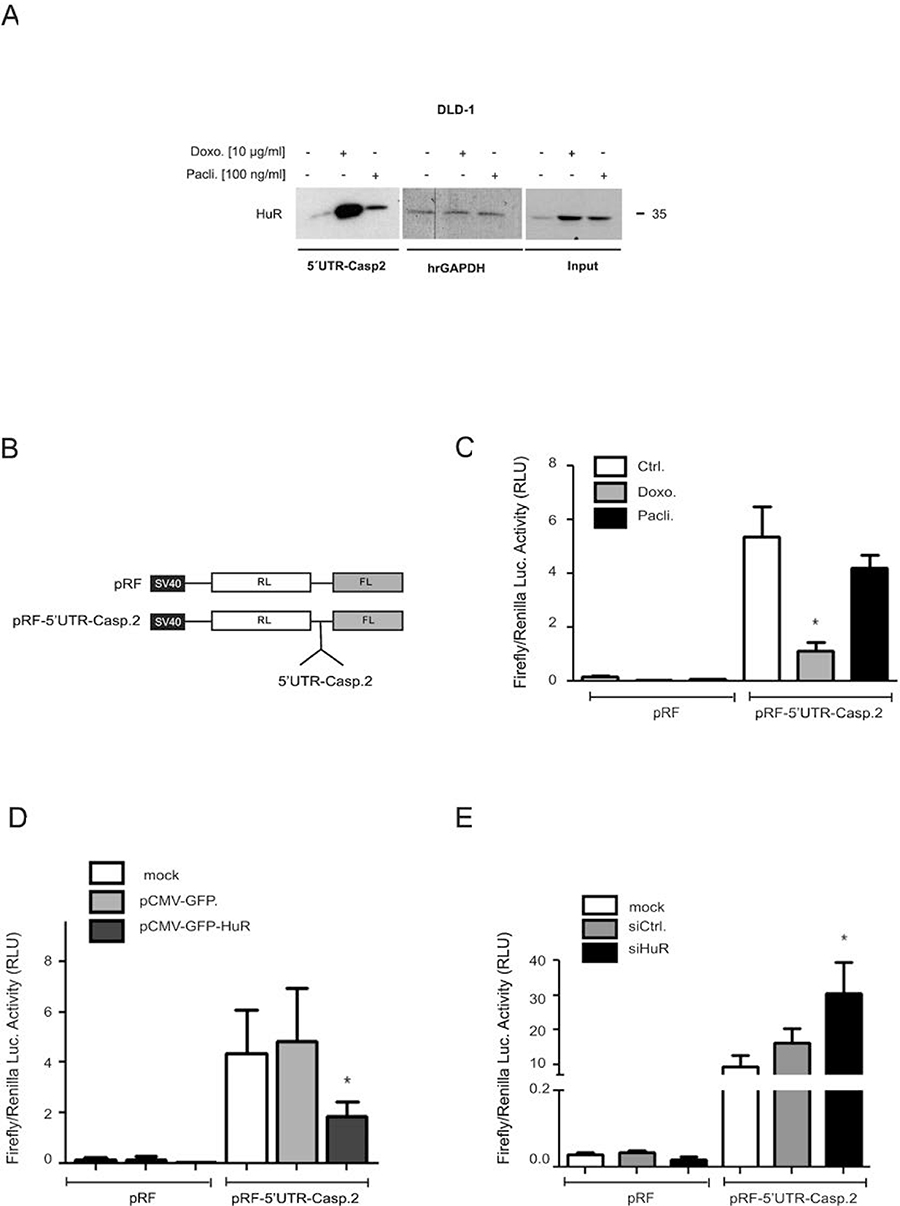 Drug-mediated increase in HuR binding to the 5&#x02B9;UTR-caspase-2 is concomitant with a modulation of 5&#x02B9;-UTR-caspase-2 driven reporter gene activity.