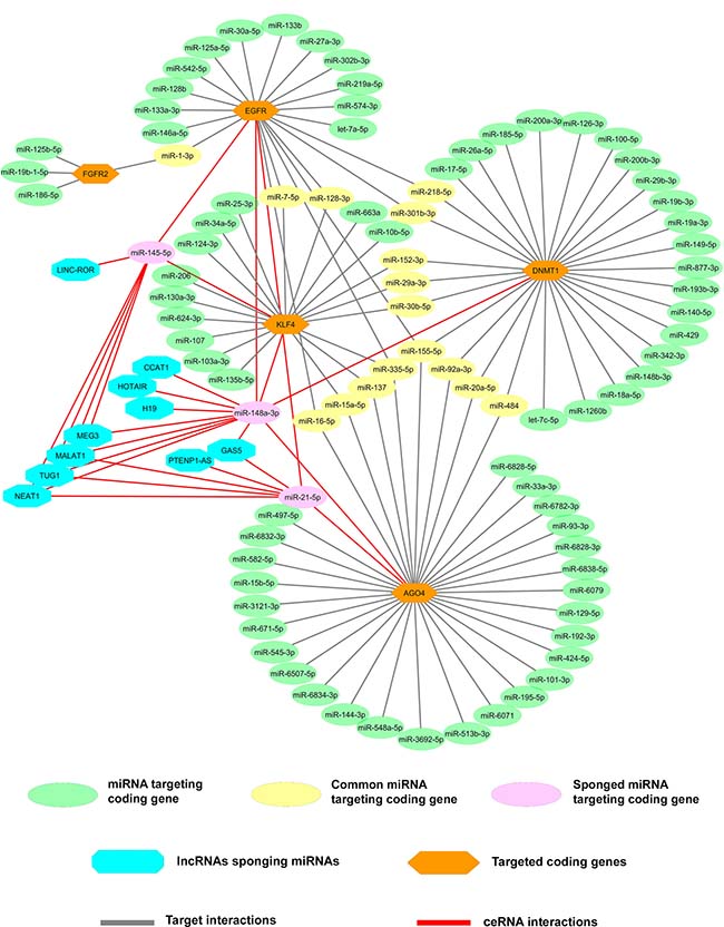 LncRNAs-miRNAs-mRNAs co-expression network for identification of novel ceRNA network.