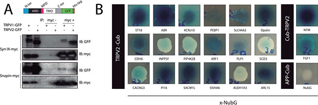 TRPV2 Interactome.