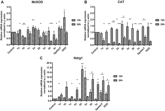 mRNA expression of MnSOD, CAT and Ndrg1 in the HCT116 cell line after incubation with TSC (1 &#x03BC;M) and doxorubicin (5 &#x03BC;M).