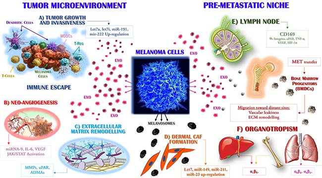 Exosomes drive the metastasis of melanoma cells.