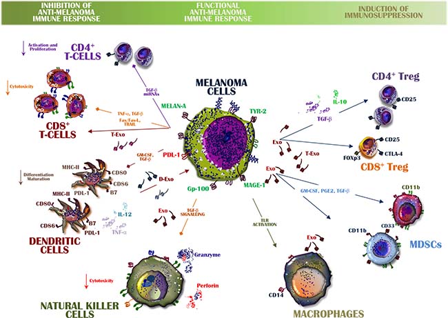 Exosomes from melanoma cells balance immune system activity.