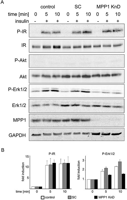 MPP1 knock-down inhibits signal transduction from activated IR.