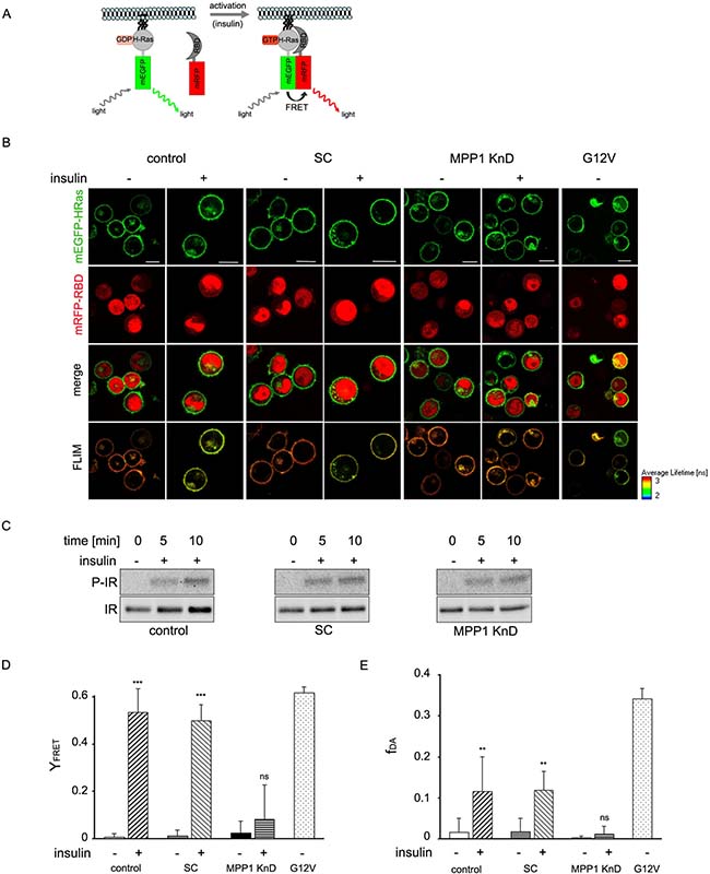 H-Ras activation depends on MPP1.