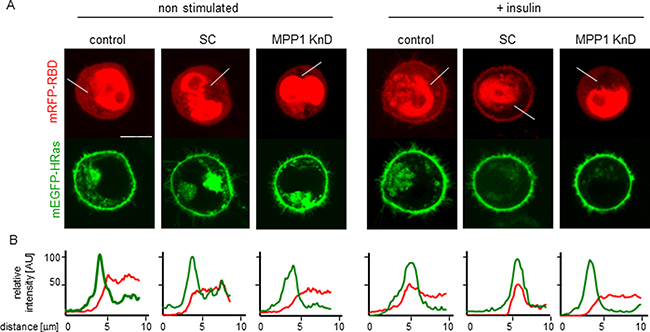 Localization of mEGFP-HRas and mRFP-RBD in non-stimulated and insulin treated cells.