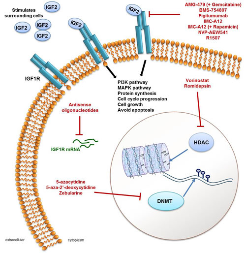 A summary of agents that target either the IGF pathway or the epigenome.