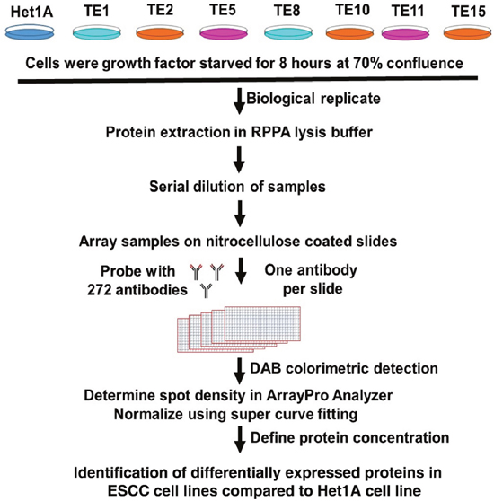 Experimental workflow followed for carrying out RPPA based protein expression profiling.