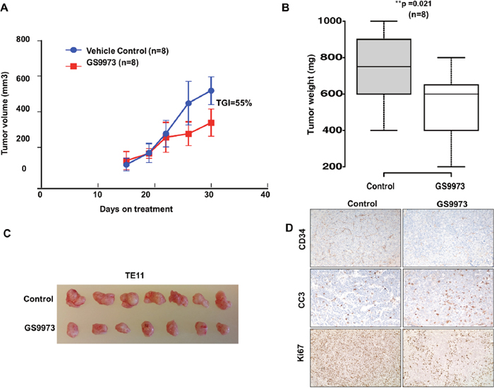 Effect of SYK inhibitor entospletinib/GS9973 on growth of subcutaneous xenograft of TE11 cell line.