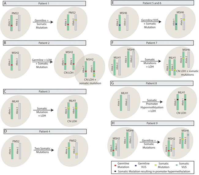 Representative patient scenarios observed since the launch of TumorNext-Lynch-MMR.