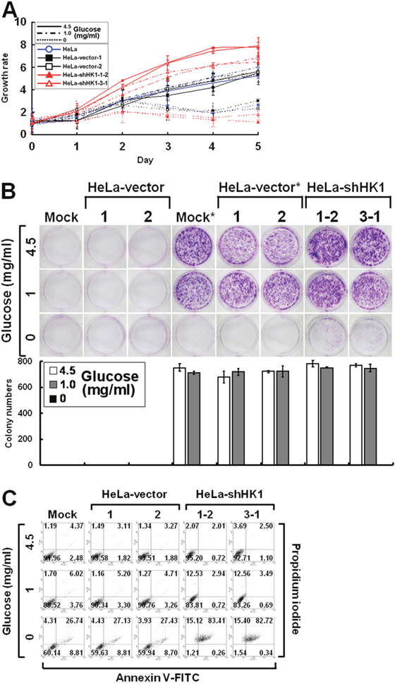 Silencing of HK1 enhances glucose dependence during cell growth.