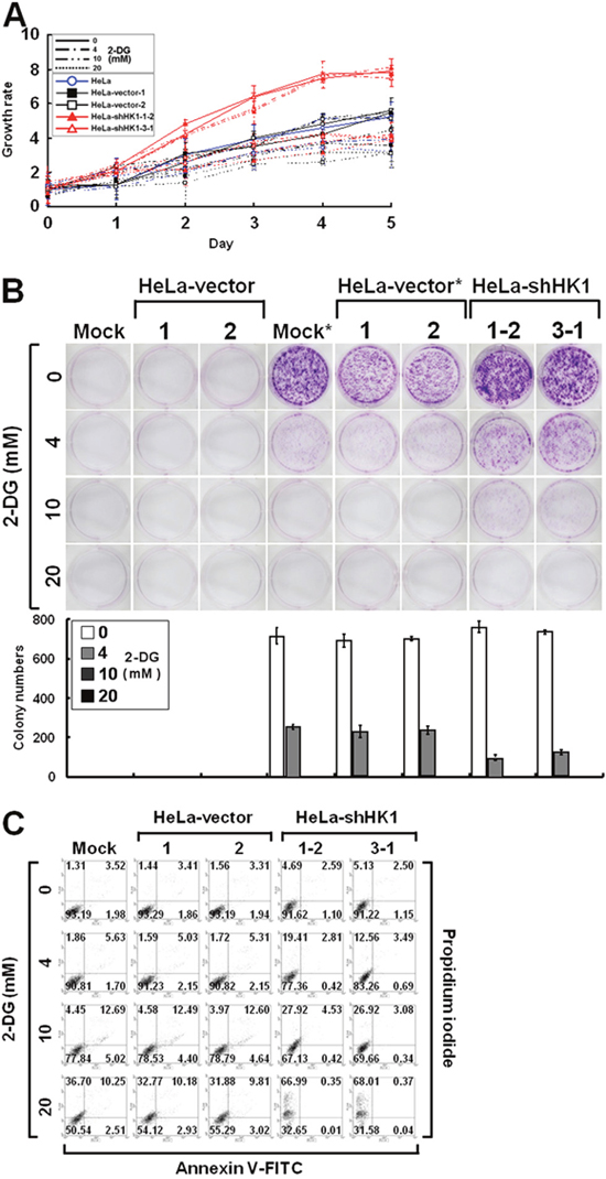 HK1 silencing increases the susceptibility to 2-DG inhibition.