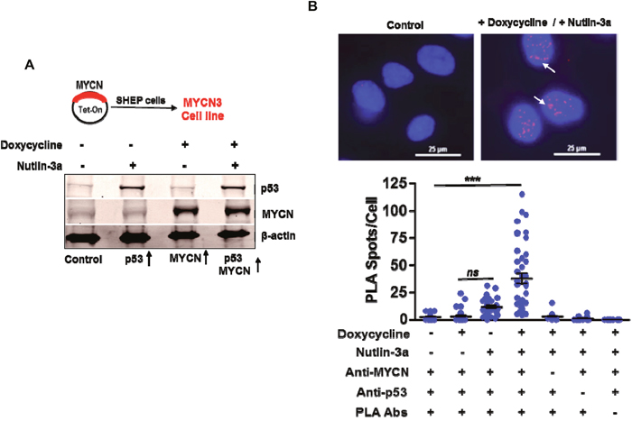 MYCN and p53 co-localize and bind to each other.