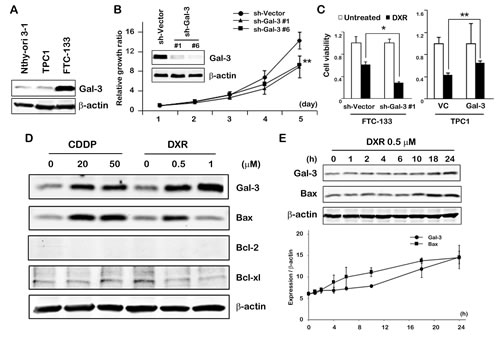 Fig.1: Gal-3 expression contributes to cell growth and cell death in thyroid carcinoma cells in response to DXR treatment.