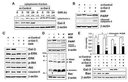 Fig.2: Gal-3 contributes to anti-apoptosis in intrinsic apoptotic pathway.