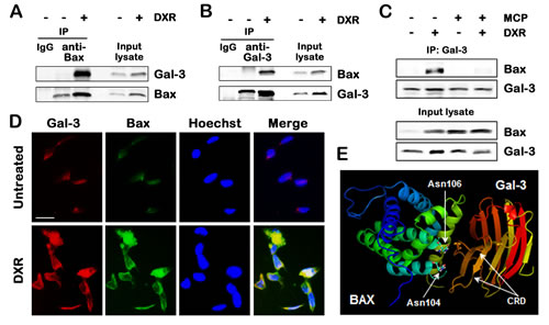 Fig.3: Gal-3 binds to Bax through CRD in response to apoptotic stimulus.