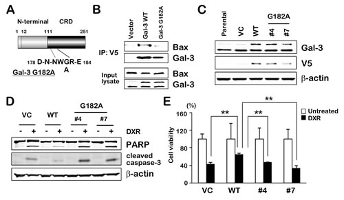 Fig.4: NWGR motif of Gal-3 CRD is crucial for interaction with Bax.