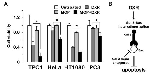 Fig.5: Anti-apoptotic role of Gal-3 through Bax is suppressed by Gal-3 inhibitor in cancer cells.