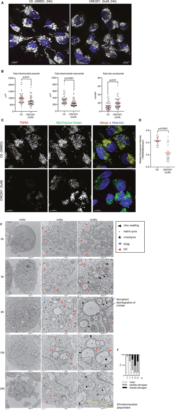 ONC201 induced mitochondrial structural damage and decreased mitochondrial membrane potential.