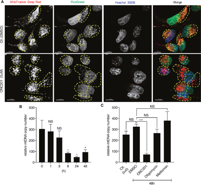 ONC201 depletes mtDNA.