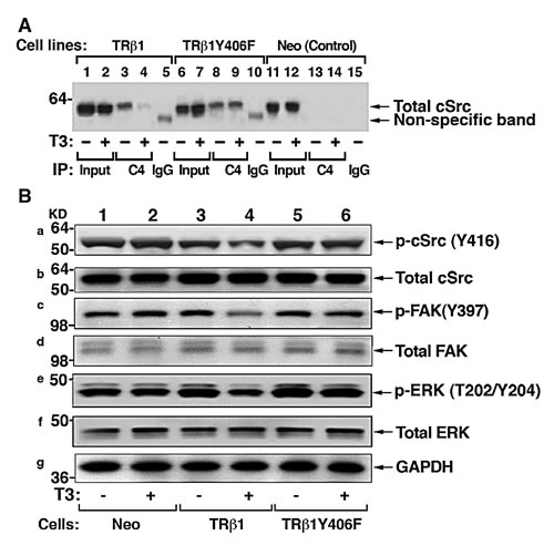 cSrc signal pathway is constitutively activated by TR1Y406F via stable protein-protein interaction.