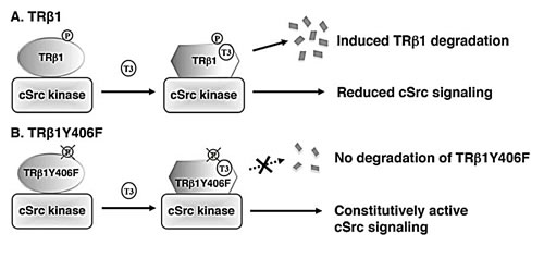 A proposed molecular model for the effects of tyrosine phosphorylation of TR&#x3b2;1 in the degradation of TR&#x3b2;1 and regulation of cSrc signaling.