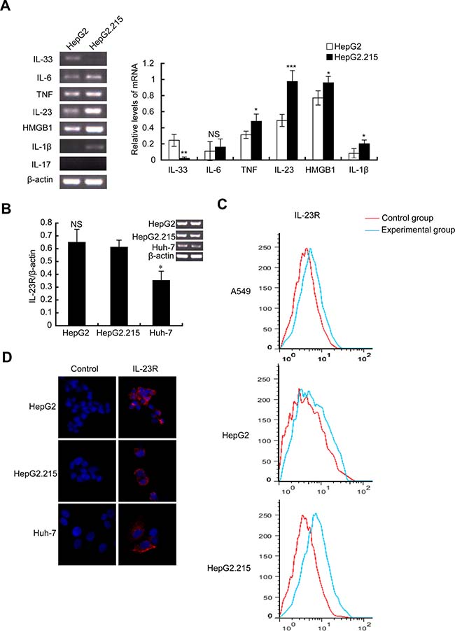 IL-23 expression was elevated in HBV-integrated HepG2.215 cells.