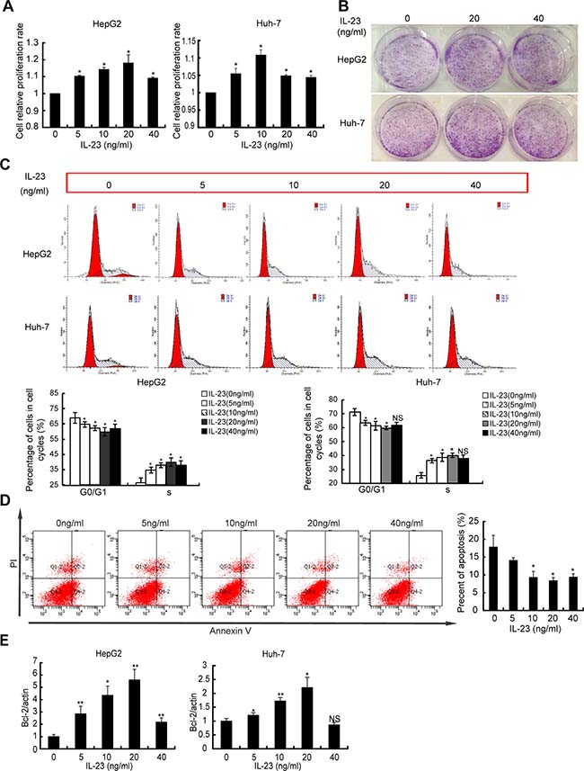 hrIL-23 regulates growth of hepatoma cells.
