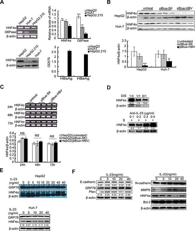 Downregulation of HNF4&#x03B1; by HBV-related IL-23.