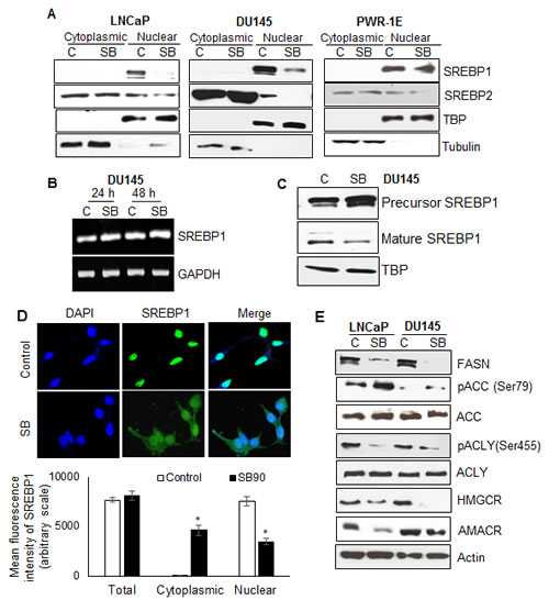 Silibinin decreases SREBP1/2 nuclear localization specifically in PCA cells, and modulates expression/phosphorylation of key molecules involved in lipogenesis.