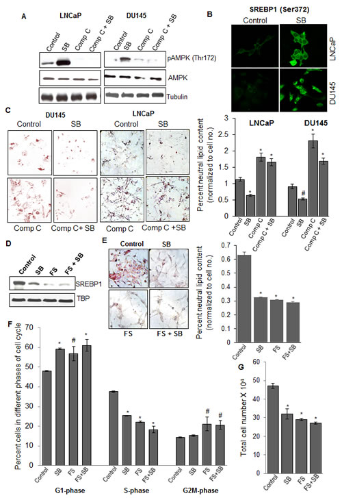 Silibinin decreases SREBP1 expression via activating AMPK, and does not show additional efficacy against PCA cells in the presence of SREBP1 inhibitor fatostatin.