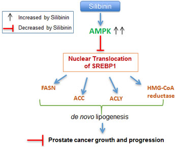Schematic representation of silibinin-mediated action against lipogenesis and cell growth inhibition in PCA.