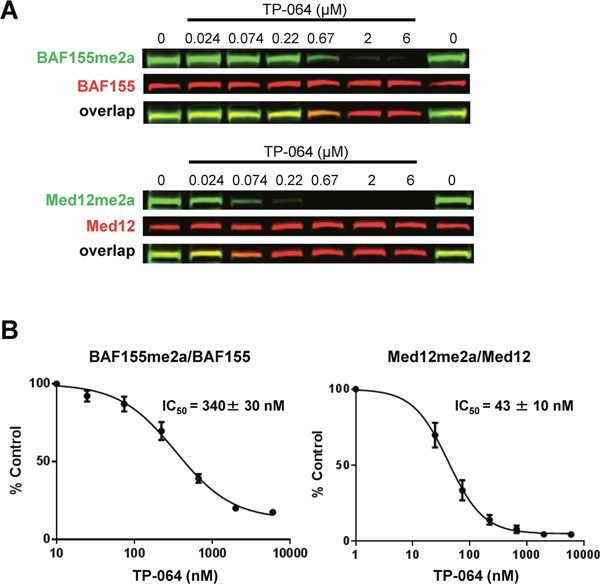 TP-064 inhibits PRMT4 substrate methylation in cells.