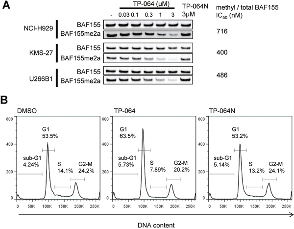 Cellular responses of MM cells treated with TP-064.