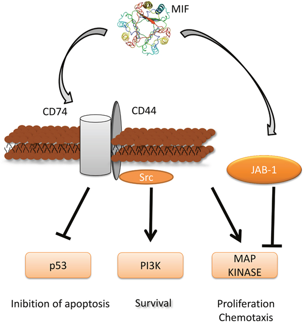 MIF signaling pathway and its role in tumorigenesis. Three-dimensional structural data for MIF has been obtained from the Protein Data Bank (https://www.rcsb.org/).