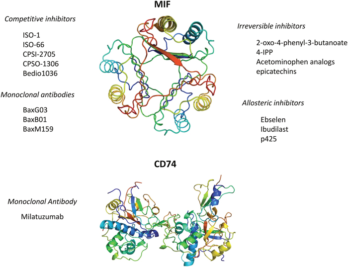 Currently available pharmacological strategies for the inhibition of MIF signaling.