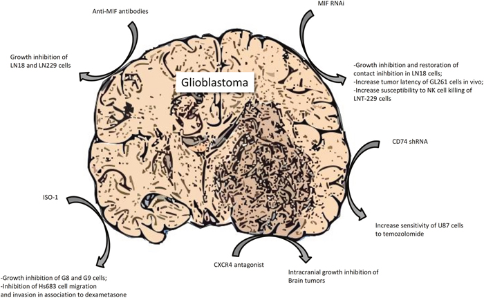 Preclinical evidence of a therapeutic role for MIF signaling inhibition in glioblastoma.