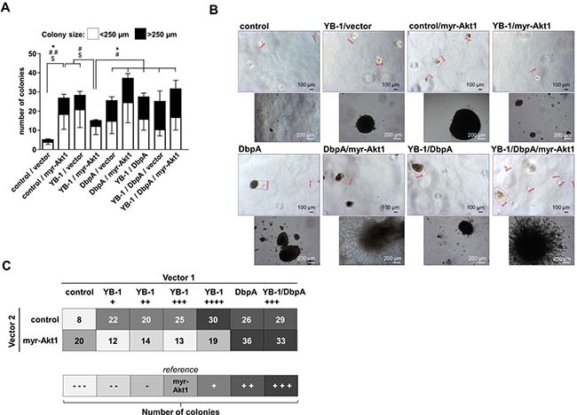 NIH3T3 fibroblast model system for combinatory overexpression of DbpA, YB-1 and myr-Akt1 by lentiviral transduction.