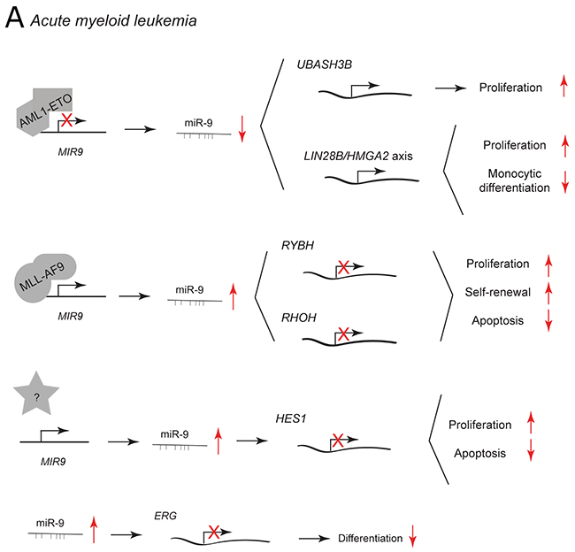 miR-9 and miR-9* functions in human myeloid malignancies.