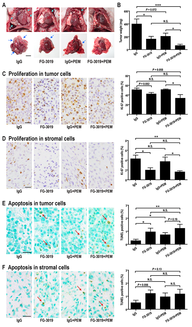 Effects of FG-3019 combined with PEM on the growth of orthotopic xenografts of a mesothelioma cell line, ACC-MESO-4.