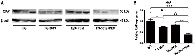 Mechanism of apoptosis induction by FG-3019 in mouse xenograft model.