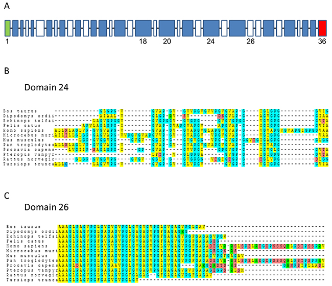 Alignments of domain-24 and domain-26 elastin peptides.