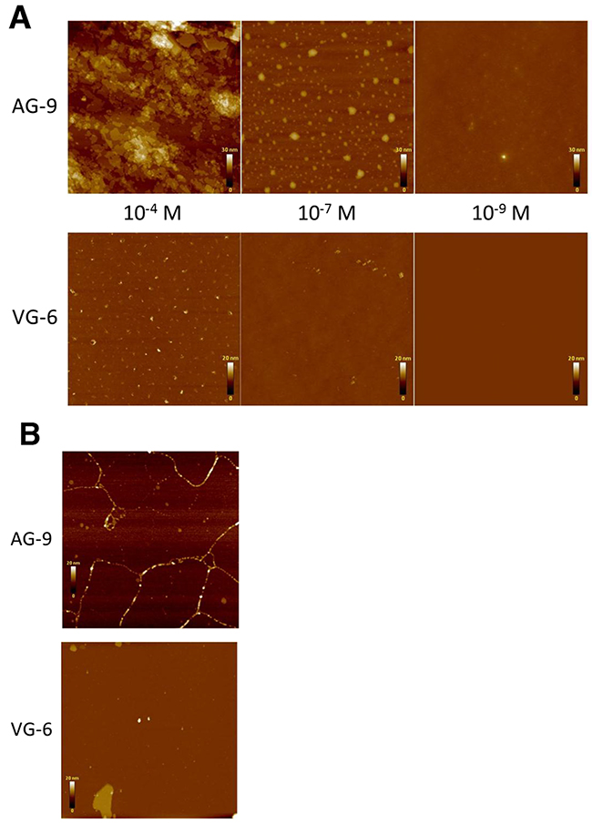 Analysis of supramolecular organization by atomic force microscopy (AFM) of VG-6 and AG-9.