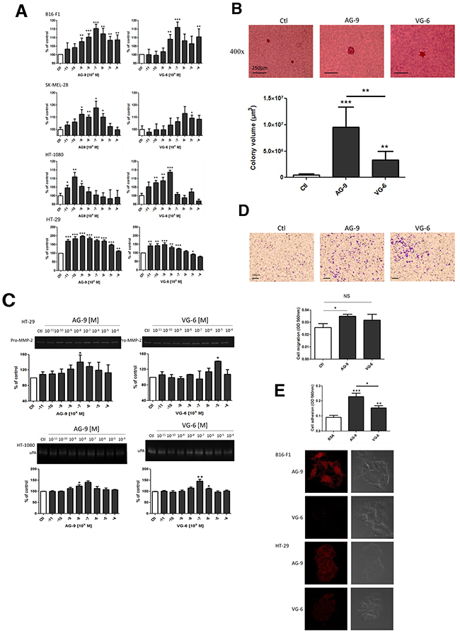AG-9 induces in vitro cell growth, proteinase secretion and cell migration.