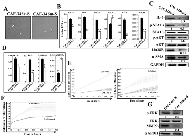 Increase in the level of let-7b persistently inactivates breast myofibroblasts and the STAT3/NF-&#x03BA;B/let-7b positive feedback loop.